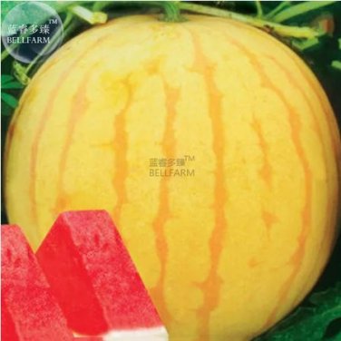 100 Seeds Yellow Skin Red Seedless Watermelon