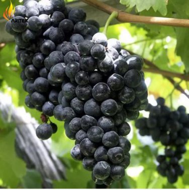 15 Seeds Little Bee' Black Grape Fruit