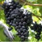 15 Seeds Little Bee' Black Grape Fruit