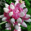 50 Seeds Coronilla Varia Heirloom Bonsai Flowers