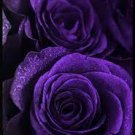 50 Seeds Rare 'Spring Sunshine' Purple Rose Flowers