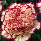 100 Seeds Double Striped Yellow Red Carnation Cut Flower
