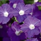 200 Seeds 'Mik' Light Purple Petunia Hybrid