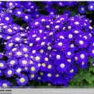 40 Seeds Hybrid F1 Dark Purple Florist's Cineraria (Pericallis hybrida)