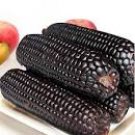 200 Seeds Giant Black Corn Glutinous Maize Hybrid High Yield