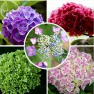 15 Seeds Mixed Beautiful Hydrangea Big Blooming Flowers