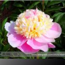 5 Seeds Rare 'Craft Unique Flower' Pink Orange White Peony Plant