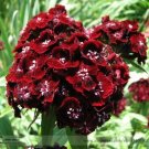 200 Seeds Dianthus Dark Red Sweet William Annual Flower