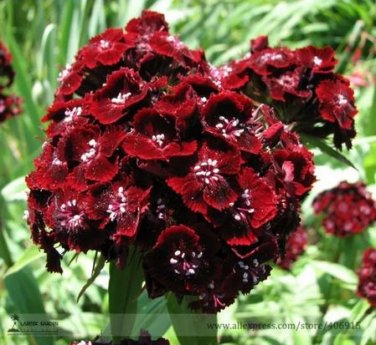 200 Seeds Dianthus Dark Red Sweet William Annual Flower