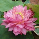 5 Seeds Bonsai Double Red Lotus
