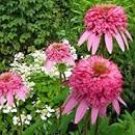 100 Seeds Heirloom 'Razzmatazz' Echinacea