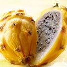 50 Seeds Heirloom Yellow Dragon Fruit Hybrid Pitaya