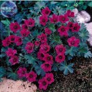 10 Seeds Geranium Macrorrhizum Dark Red Flower