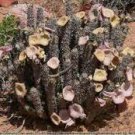1 Seeds Hoodia gordonii Seed South African Weight Loss Plant