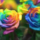 50 Seeds Rarest Bright Rainbow Rose Flower