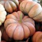 100 Seeds DeeplyRibbed Pumpkin