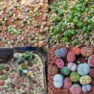 100 Seeds Beauty Mixed Mini Lithops Bonsai Plants