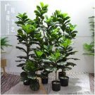 50 Seeds Ficus Lyrata Bonsai Tree Indoor Potted Balcony Banyan Tree