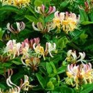 100 Seeds Honeysuckle Vine Plant Naturally Grown Rare Flower Flores Bonsai