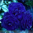 50 Seeds Flower Blue Damask Rose Bush Flower