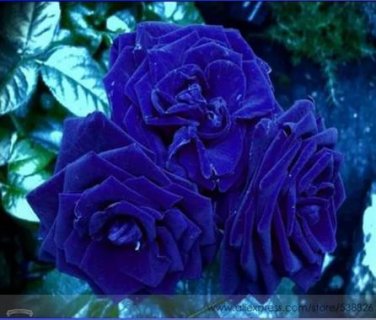 50 Seeds Flower Blue Damask Rose Bush Flower