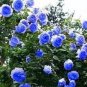 50 Seeds Flower Blue Damask Rose Bush Flower