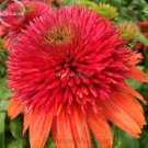 100 Seeds Double Scoop 'Orangeberry' Echinacea