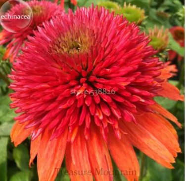 100 Seeds Double Scoop 'Orangeberry' Echinacea
