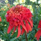 100 Seeds Rare 'Hot Papaya' Echinacea