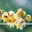 8 Seeds Chinese Flower Yellow Fragrant Winterseet Chimonanthus Praecox for Bonsai