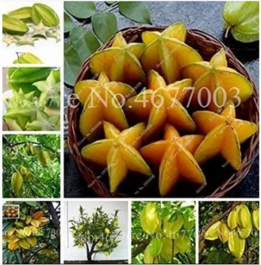 50 Seeds Carambola