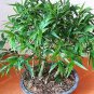 50 Seeds Bambusa Ventricosa Seed Bamboo Hardy Clumping