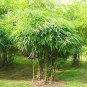 50 Seeds Bambusa Ventricosa Seed Bamboo Hardy Clumping