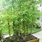 50 Seeds Bambusa Ventricosa Seed Bamboo Hardy Clumping