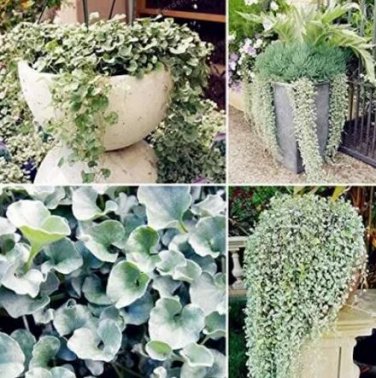 100 Seeds Dichondra Repens Seeds Silver Falls in Hanging Baskets
