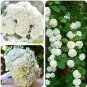 20 Seeds Genuine Climbing White Hydrangea Flores Hydrangea Flowers