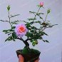100 Seeds Mini Rose Bonsai Miniature Rose Bonsai A Little Cute Plants