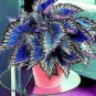 100 Seeds Coleus Bonsai Rare Coleus Blumei Rainbow Mix Color Flower Bonsai
