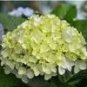 100 Seeds Hydrangea seeds potted balcony planting is simple