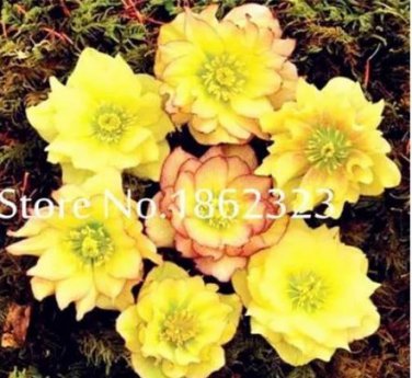 100 Seeds Unique Mixed Colors Japanese Bonsai Potted
