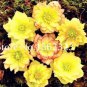 100 Seeds Unique Mixed Colors Japanese Bonsai Potted