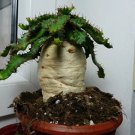 10 Seeds Euphorbia stellata Rare Succulent plants