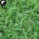500 Seeds Cynodon Dactylon Grass Semente