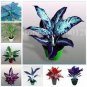 100 Seeds Rare Color Aglaonema Bonsai