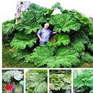 50 Seeds Gunnera Manicata Bonsai Also Called Giant Rhubarb Bonsa