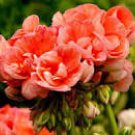 10 Seeds Geranium Orangish Red Ball-typed Big Blooms Bonsai Flowers