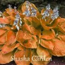 200 Seeds Hosta Fragrant Plantain Lily Bonsai Perennial Flower