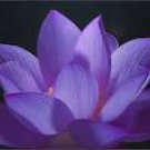 Purple Lotus 5 Seeds