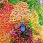 100 Seeds 5 Colors Green Boston Ivy Seeds Ivy Grass