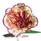 200 Seeds Dianthus Caryophyllus Heirloom Carnation Flower